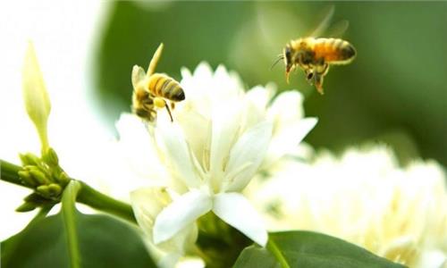 Mật ong hoa cà phê có tốt không? 