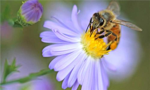 Mật ong nguyên chất là gì? So sánh về mật ong nguyên chất và mật ong tiệt trùng
