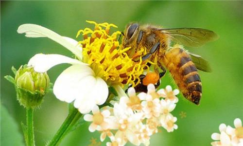 Mật ong hoa xuyến chi là gì? Lợi ích khi dùng mật ong hoa xuyến chi