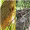 Cách phân biệt mật ong rừng và mật ong nuôi