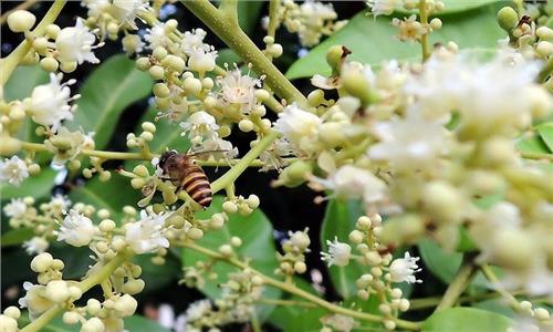 Có bao nhiêu loại mật ong phổ biến ở Việt Nam?
