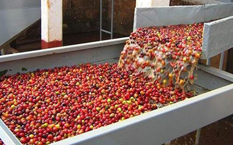 Cách sản xuất cà phê Arabica