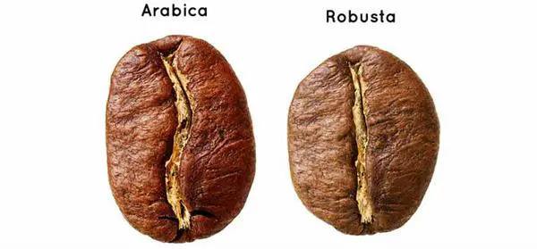 Sự kết hợp giữa cà phê Robusta và Arabica