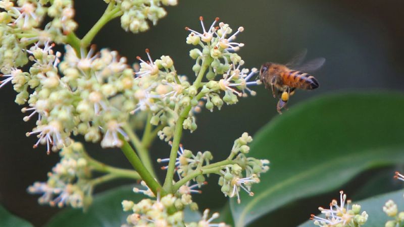 Nguồn gốc mật ong hoa vải