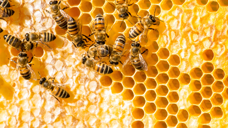 mật ong nguyên chất là gì?