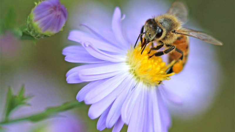 Phấn hoa trong mật ong rất bổ dưỡng