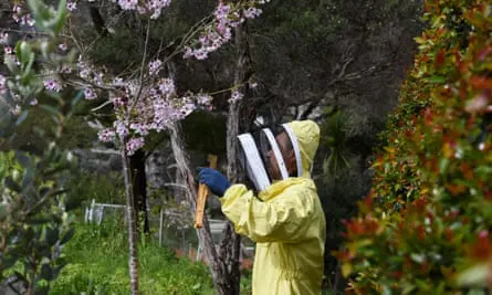 Bật mí loại mật ong đắt nhất thế giới