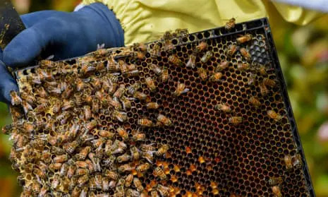 Loại mật ong đắt nhất thế giới